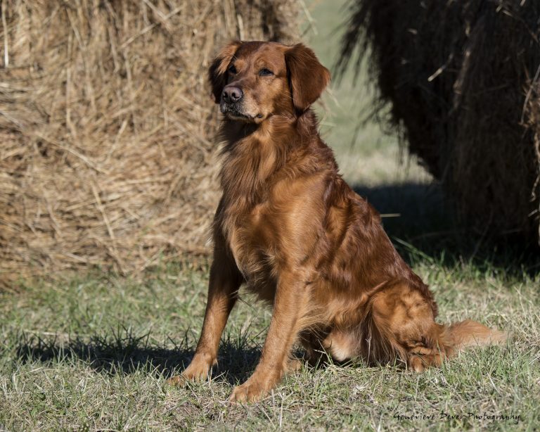 Copper Snowy Ridge Golden Retriever Michigan Puppies Breeder